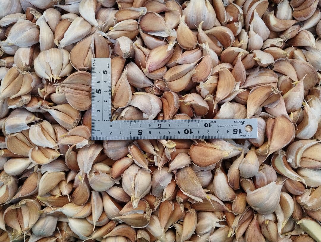 希少 極旨赤 にんにく 珍しい 貴重 レア 珍種 美味 辛い 旨い 入手難 種