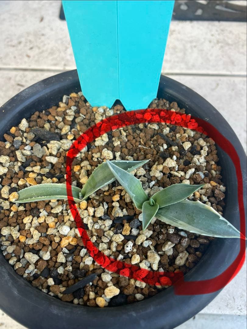 ラスト1株 アガベ オバティフォリア MOBY AGAVE オルカ モビー US