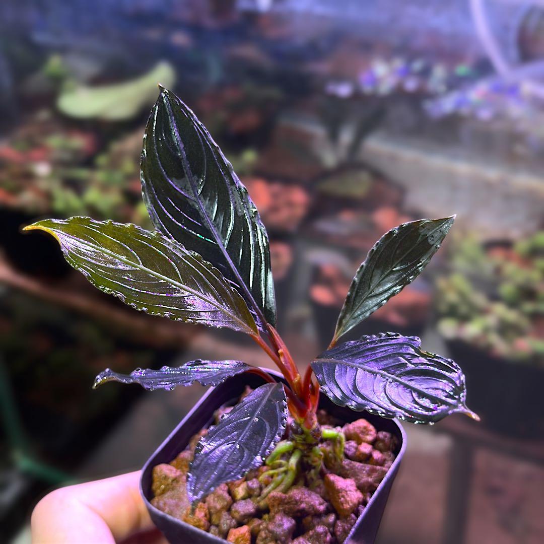 こ*た様 ブセファランドラでBucephalandra Kishii 細葉