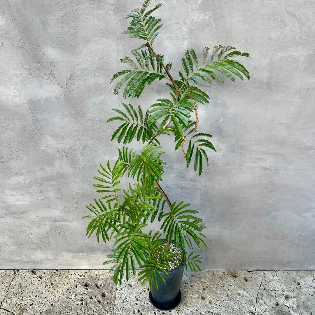 大型　エバーフレッシュ　曲がり仕立て　陶器鉢　植え込み発送