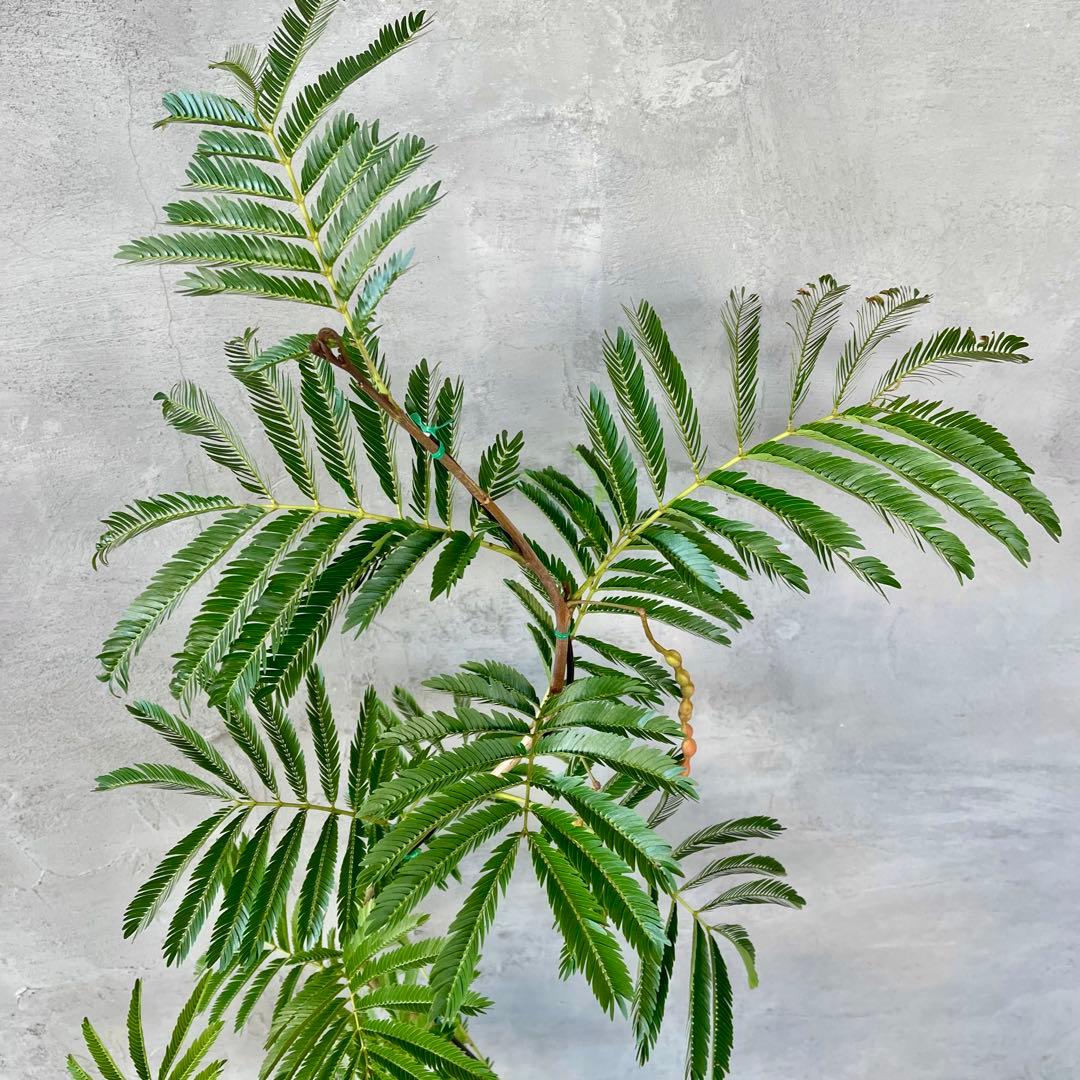 大型　エバーフレッシュ　曲がり仕立て　陶器鉢　植え込み発送