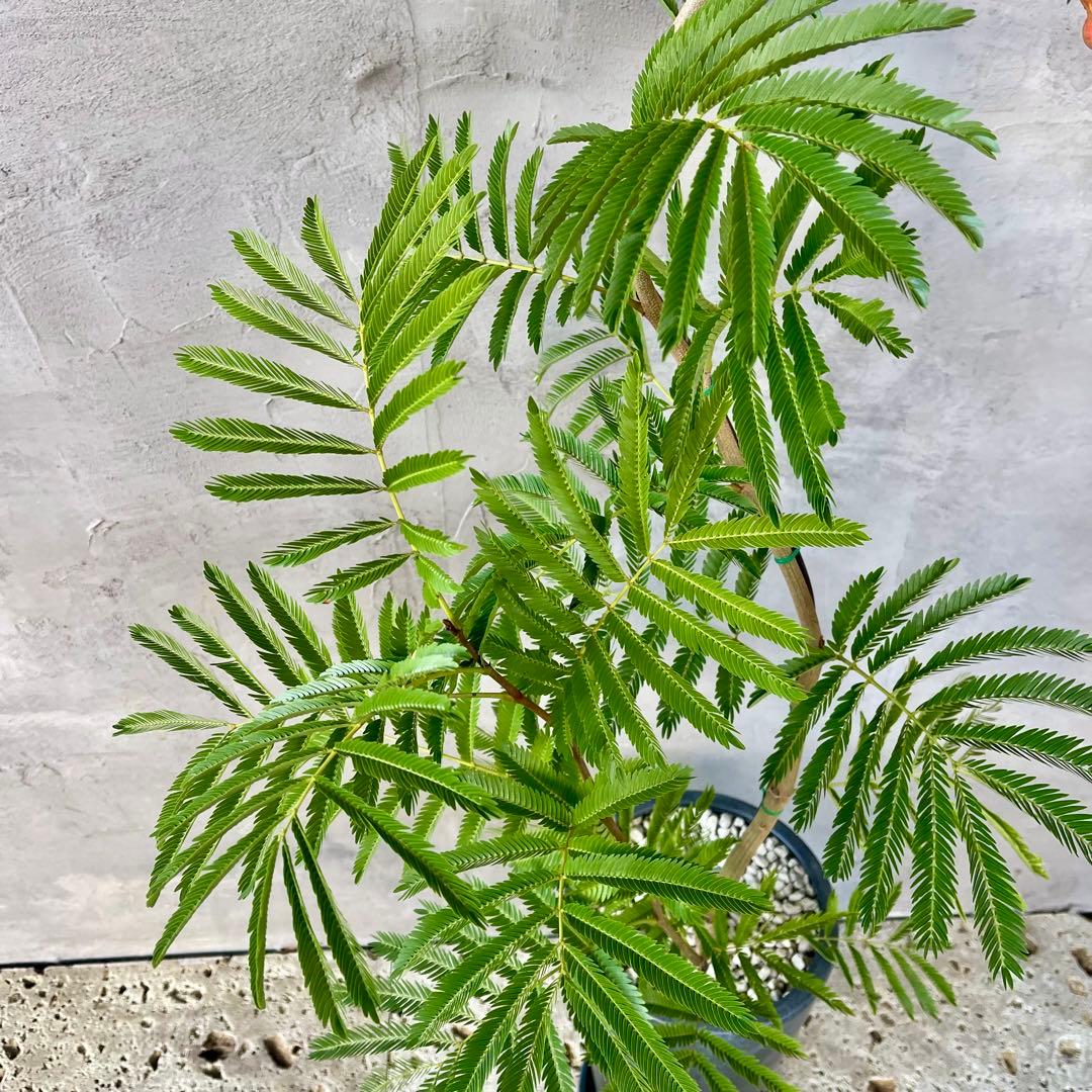 大型　エバーフレッシュ　曲がり仕立て　陶器鉢　植え込み発送