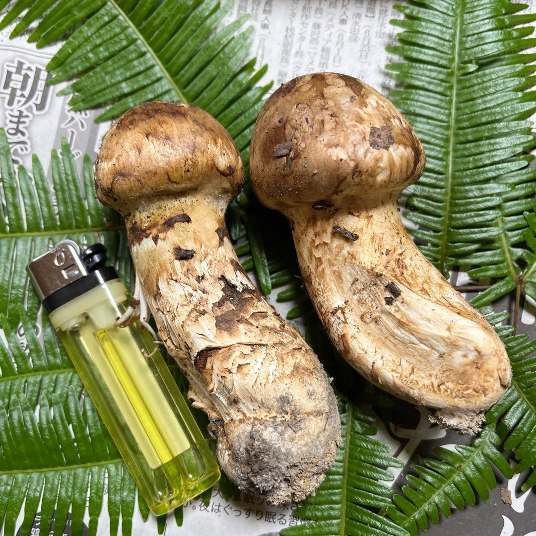 【大阪泉州産】11月12日採取「ちょこっとブサイクちゃん」110g 明日迄