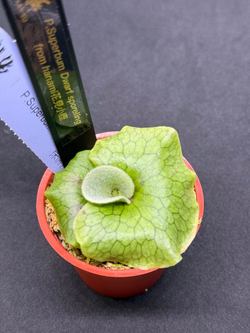 p.superbum dwarf sporeling スパーバムドワーフ003