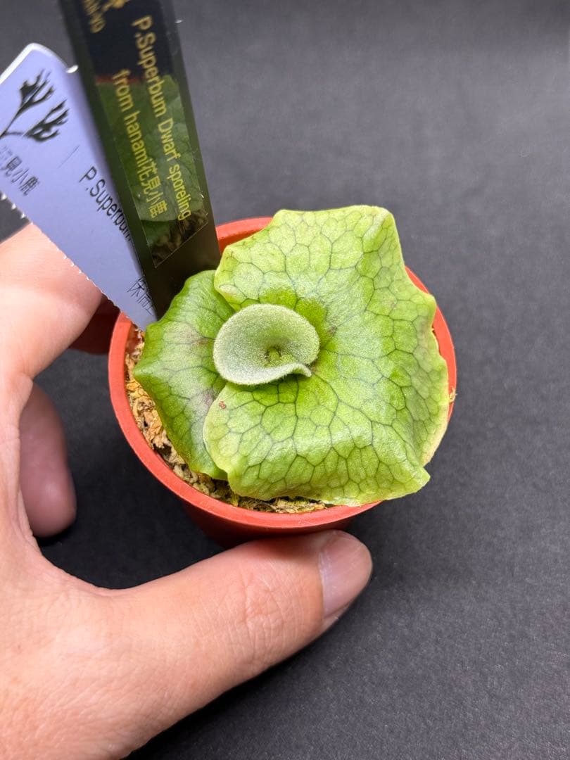 p.superbum dwarf sporeling スパーバムドワーフ003