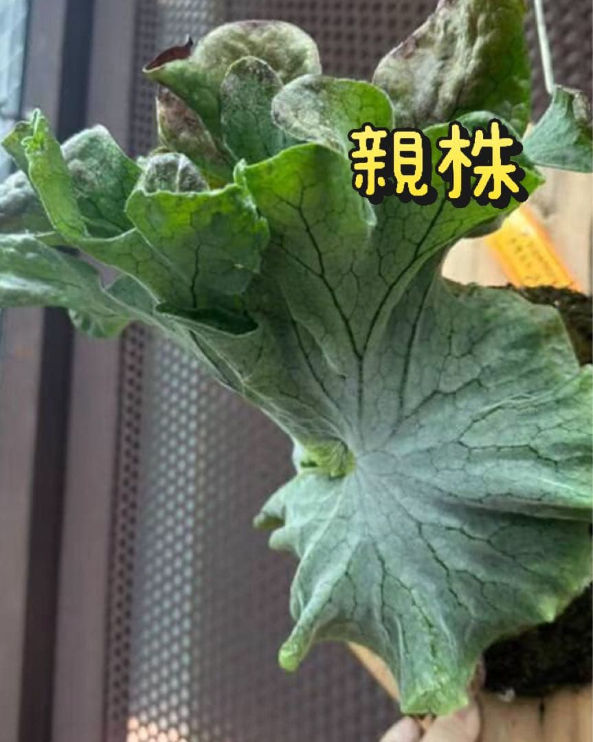 p.superbum dwarf sporeling スパーバムドワーフ003