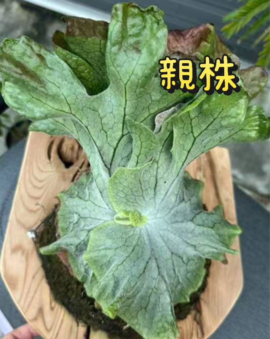 p.superbum dwarf sporeling スパーバムドワーフ003