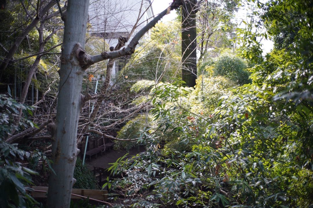 ライカ ズミクロン 35mm 7枚玉 OH済み Leica Summicron