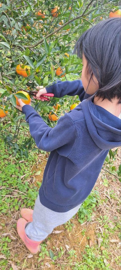 徳之島産 たんかん 10キロ 新鮮