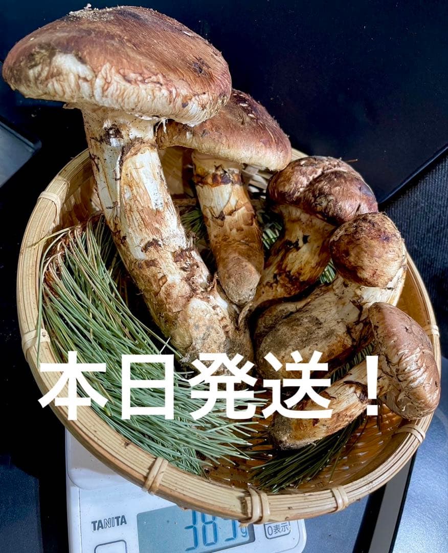 【大人気‼︎ 厳選 つぼみ&開き380g】本日採れ‼︎ 国産 松茸◆クール便発送◆