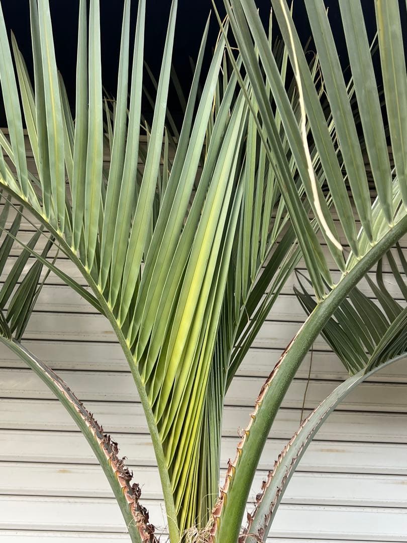 ココスヤシ　極太株　ドライガーデン　カルフォルニアスタイル　送料込み価格