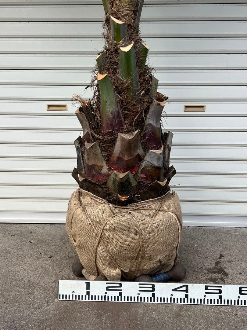 ココスヤシ　極太株　ドライガーデン　カルフォルニアスタイル　送料込み価格