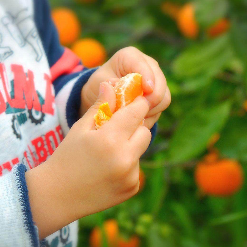 説明をよく読んで★有田みかん 5kg★家庭用