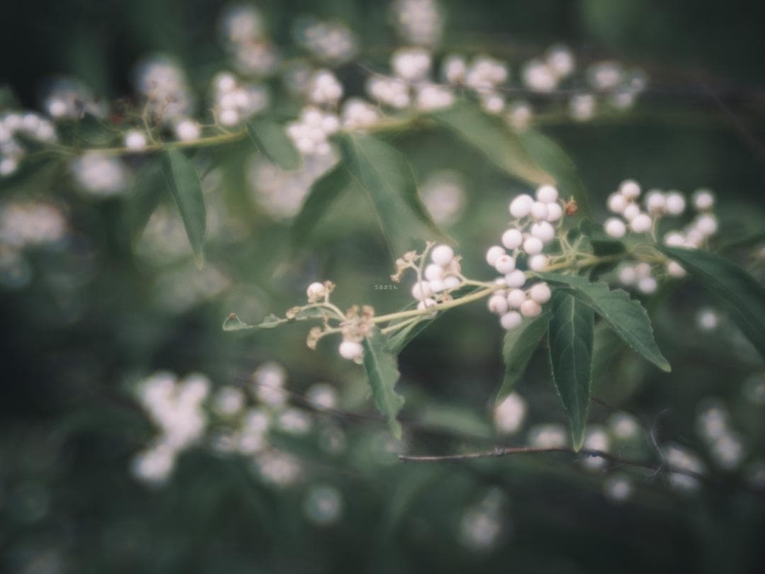 ズノーの中望遠！ZUNOW Cine 38mm F1.1 オールドレンズ