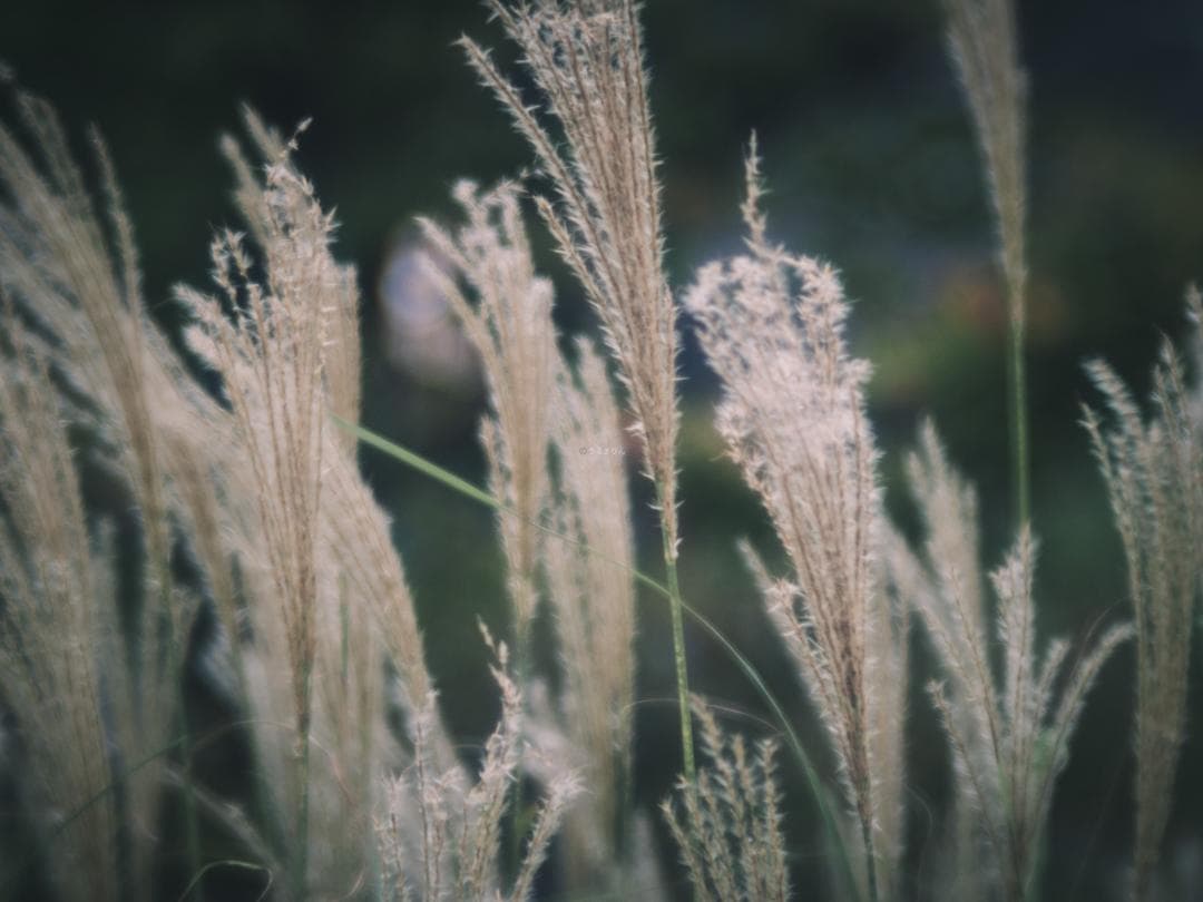 ズノーの中望遠！ZUNOW Cine 38mm F1.1 オールドレンズ