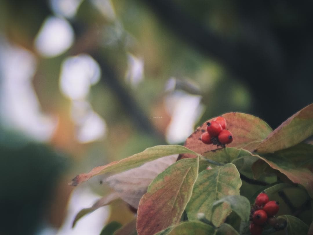 ズノーの中望遠！ZUNOW Cine 38mm F1.1 オールドレンズ