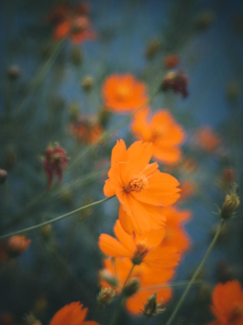 ズノーの中望遠！ZUNOW Cine 38mm F1.1 オールドレンズ