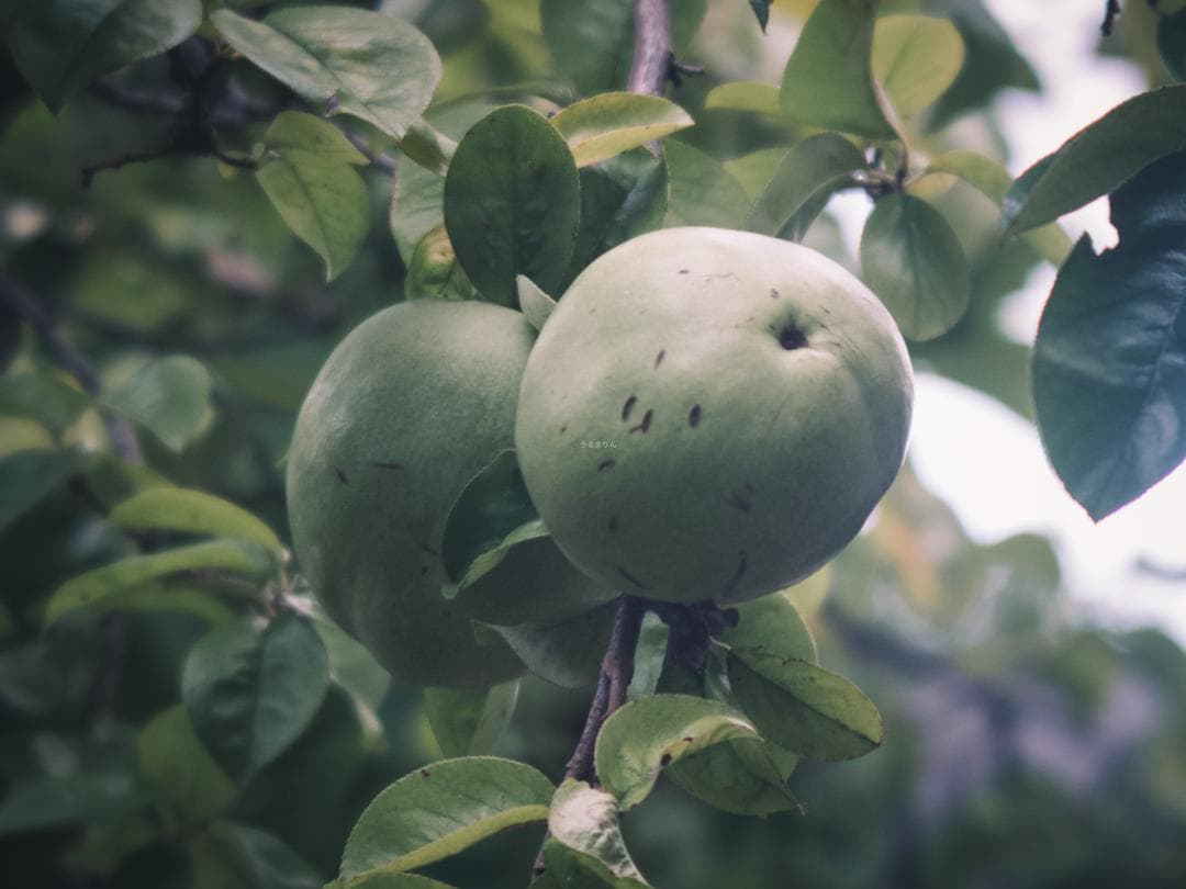ズノーの中望遠！ZUNOW Cine 38mm F1.1 オールドレンズ