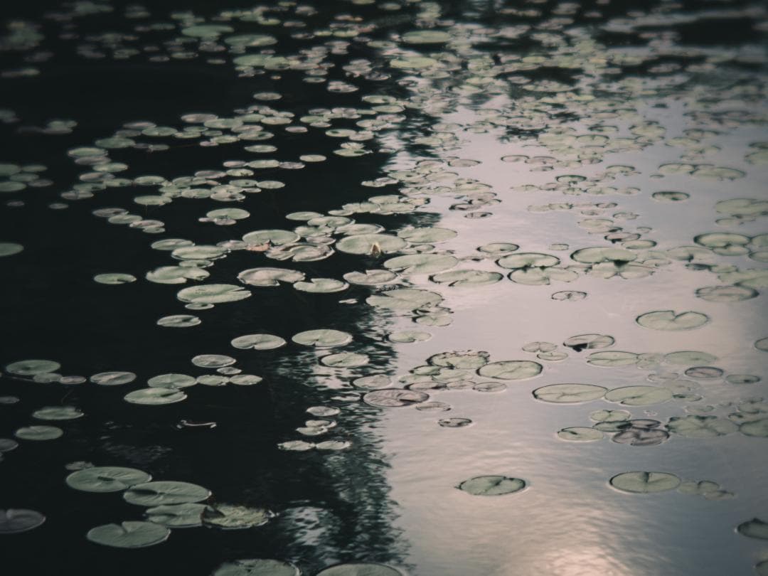 ズノーの中望遠！ZUNOW Cine 38mm F1.1 オールドレンズ