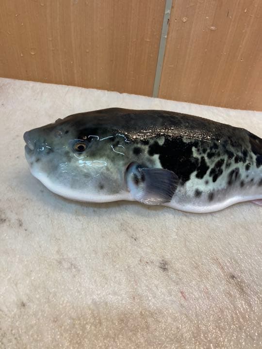 自家製国産トラフグヒレ200枚