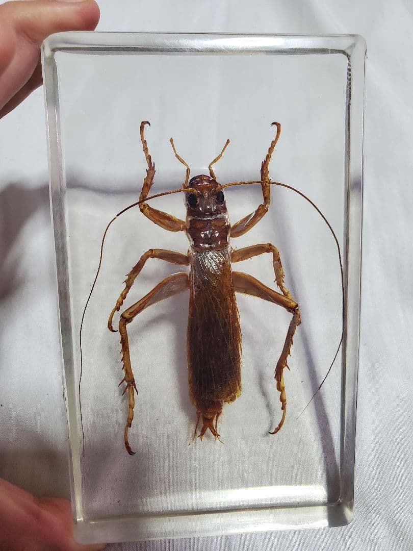 オバケコロギス樹脂標本　sia ferox