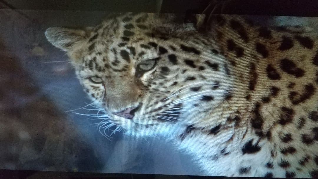 液晶ディスプレイ hp 2009年製 18インチワイド HSTND-2521-F