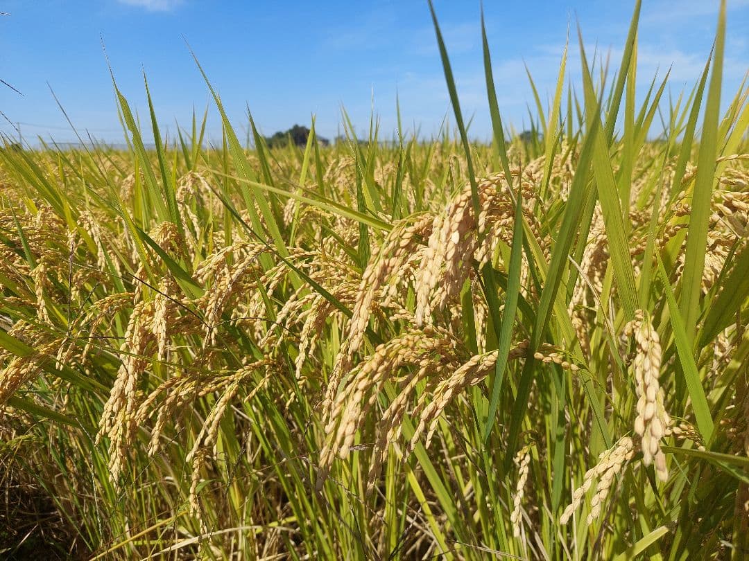 新潟県産 コシヒカリ 特別栽培米 20kg　７年産