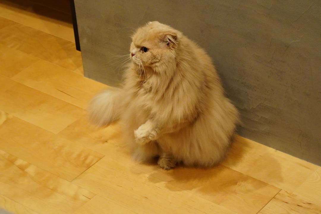 【低使用】α7III ボディ ILCE-7M3 箱属品 　シャッター回数9504