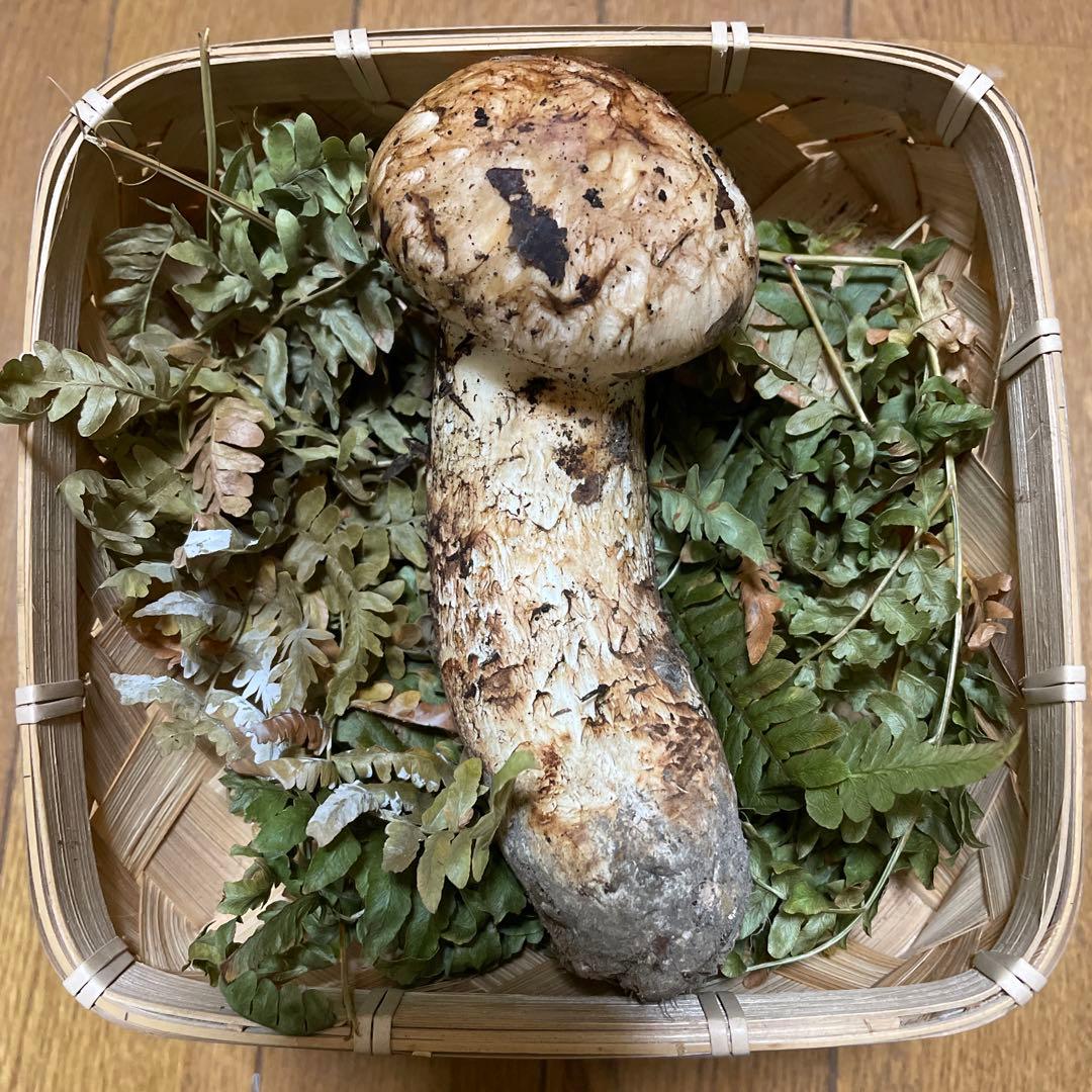 岩手県久慈市産松茸170g