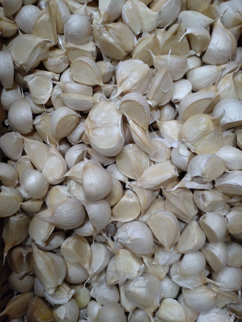 令和6年青森県産にんにくバラ中10kg