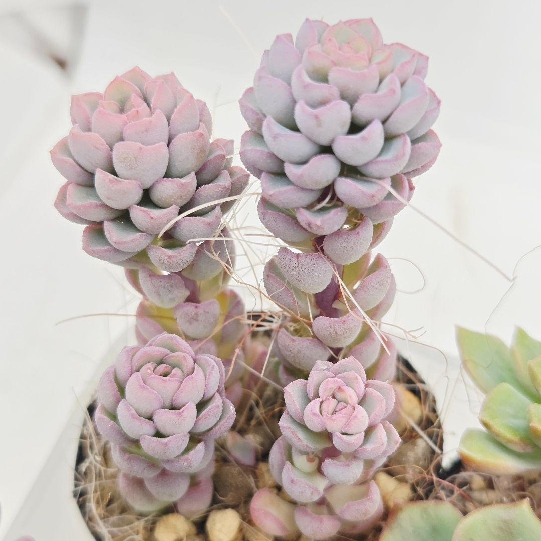 みー❀✼❅様全16苗⑧つぶつぶ屋さん キャラット❣️あられ❣️発根済ネコポス込