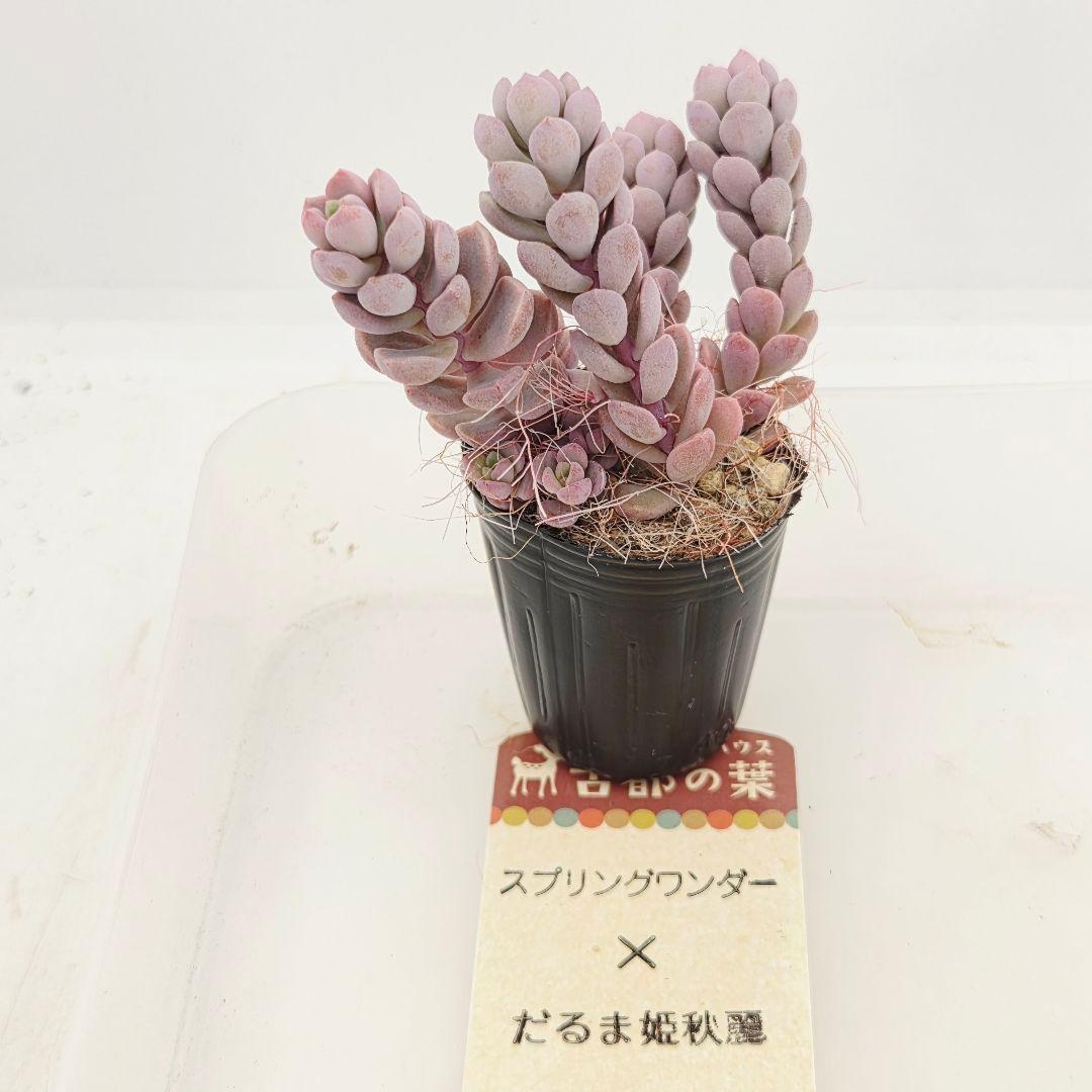 みー❀✼❅様全16苗⑧つぶつぶ屋さん キャラット❣️あられ❣️発根済ネコポス込