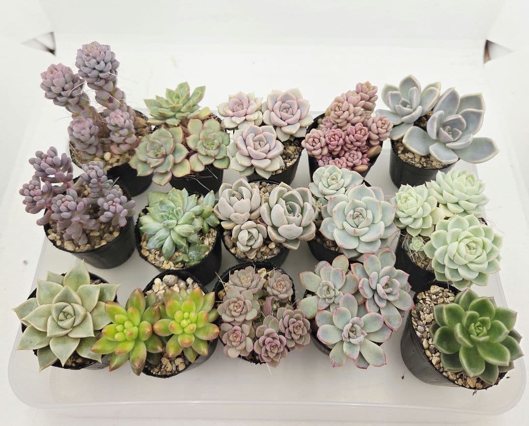 みー❀✼❅様全16苗⑧つぶつぶ屋さん キャラット❣️あられ❣️発根済ネコポス込