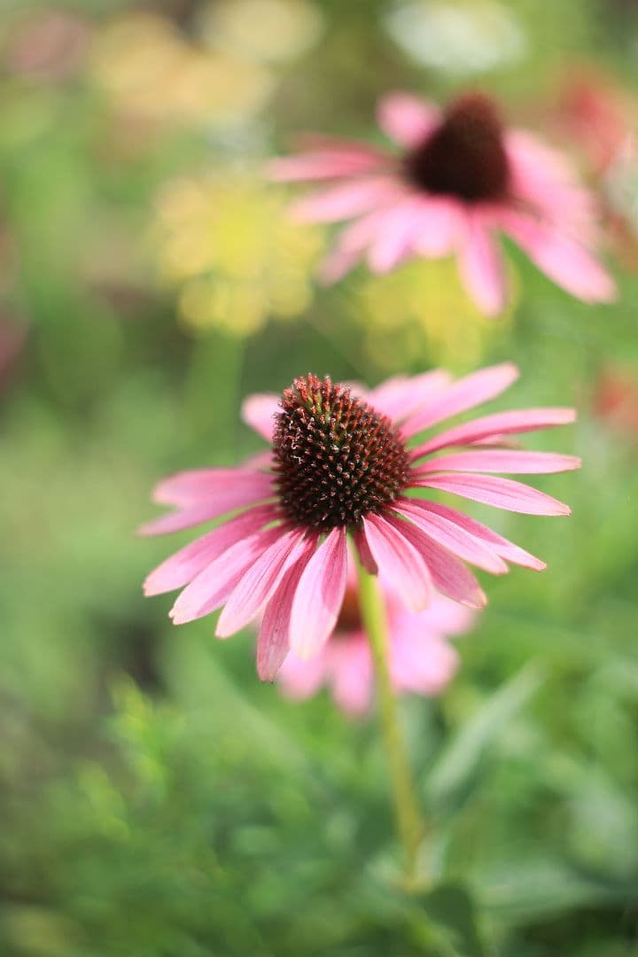 FUJINON 55mm F1.8 初期型 【光学美品】