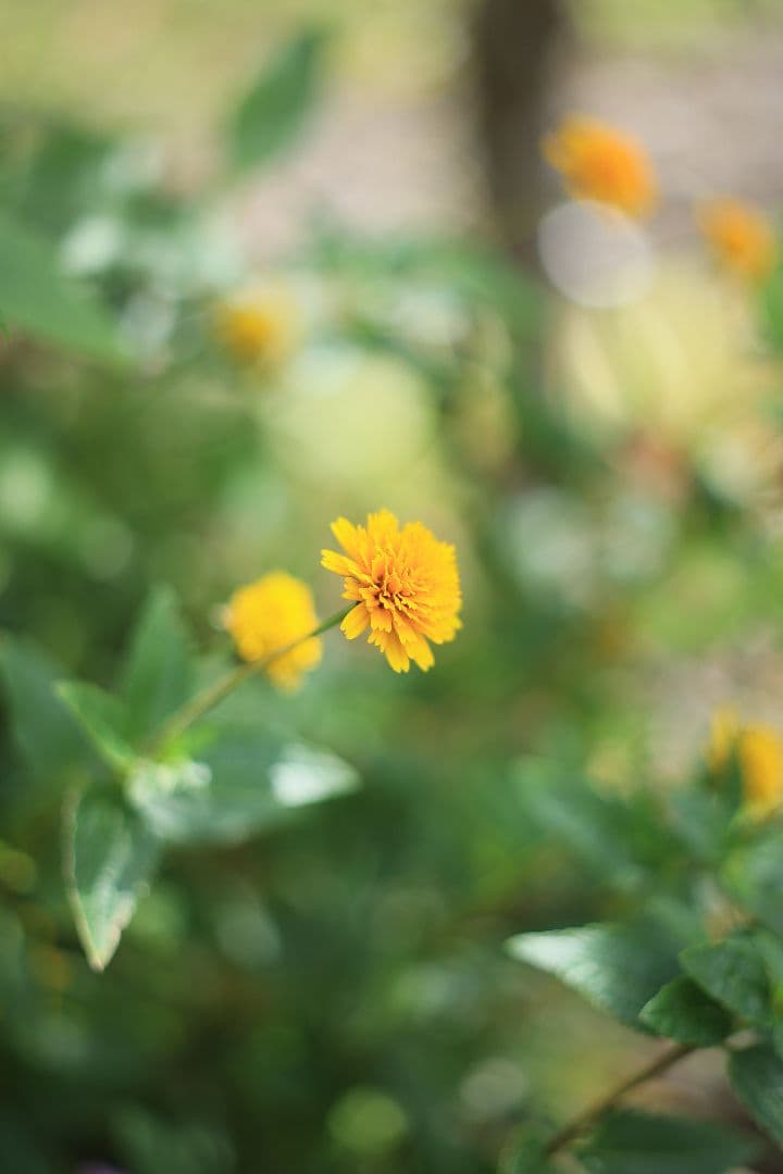 FUJINON 55mm F1.8 初期型 【光学美品】