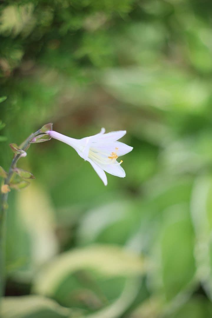 FUJINON 55mm F1.8 初期型 【光学美品】