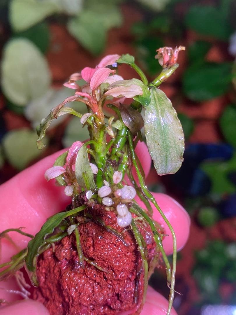 M*r様 ブセファランドラｓｐ. ピンクバリエガータ斑入り　群生株