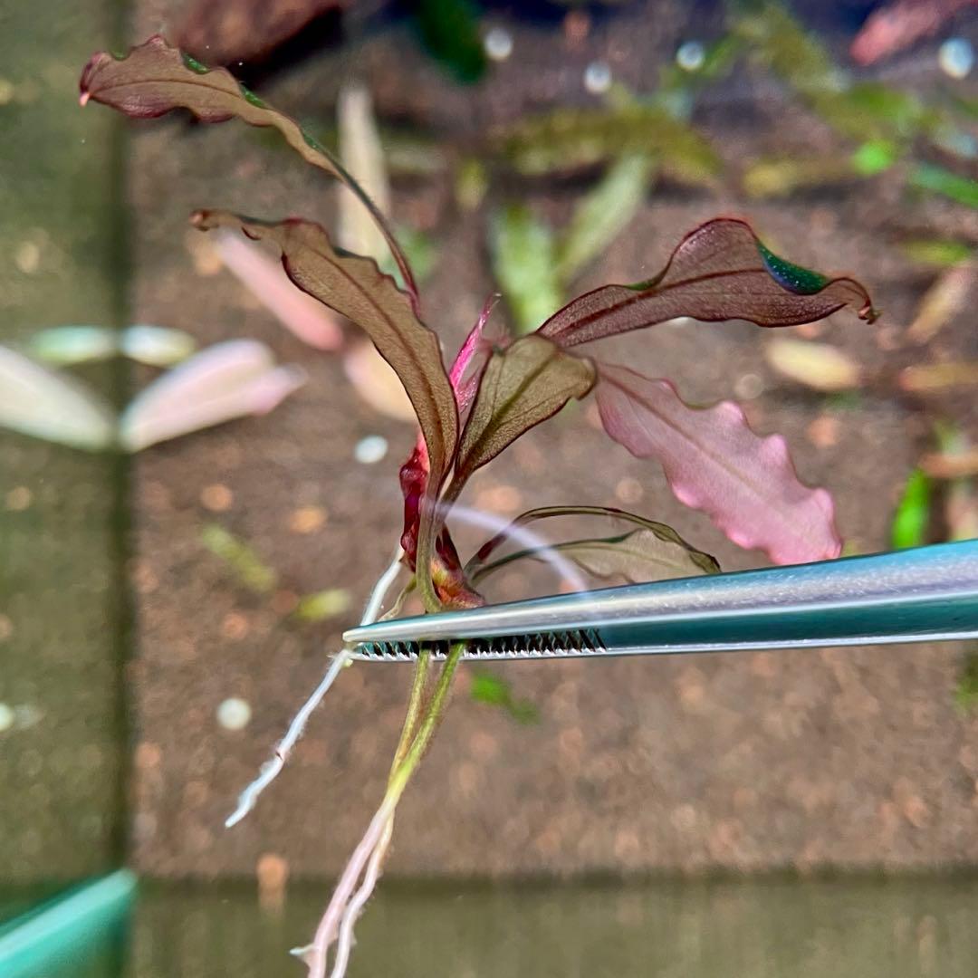 水中葉 ブセファランドラ ゴースト カリマンタン 1株