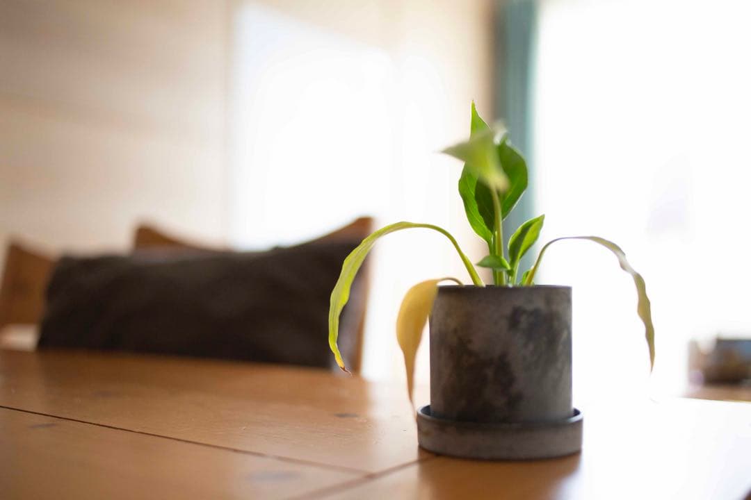 【試写あり】canon EF 35mm f/2