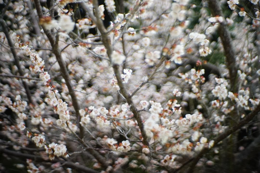 フィルムカメラ ZEISS IKON Contax IIIa /Sonnar 50mm F1.5