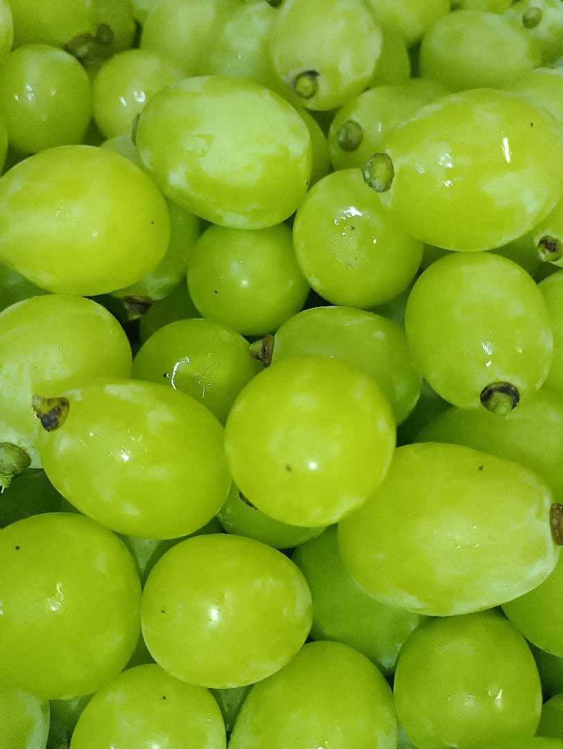 年末限定特売品シャインマスカット5キロ粒バック入りになります。追加販売