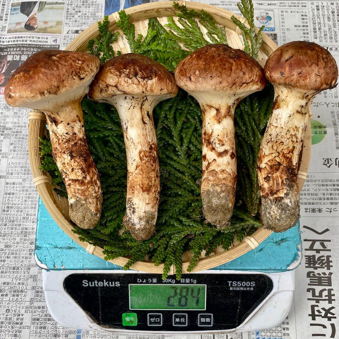 天然きのこ 松茸 国産 良品‼️ マツタケ まつたけ 森の凛さん採取 その120