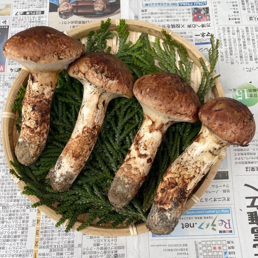 天然きのこ 松茸 国産 良品‼️ マツタケ まつたけ 森の凛さん採取 その120