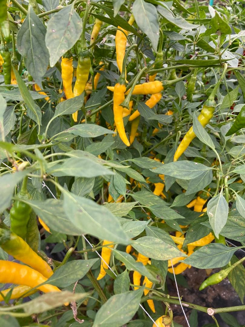 大分慶珉 黄金唐辛子乾燥　1000本