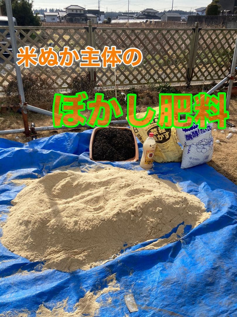 大分慶珉 黄金唐辛子乾燥　1000本