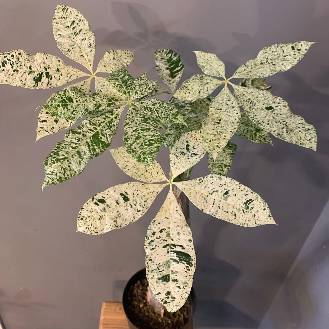 パキラ ミルキーウェイ 4