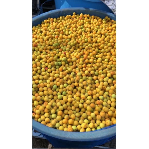 価格高騰！農家直送！紀州南高梅 樽 5000g 無添加 和歌山 紀州 白梅