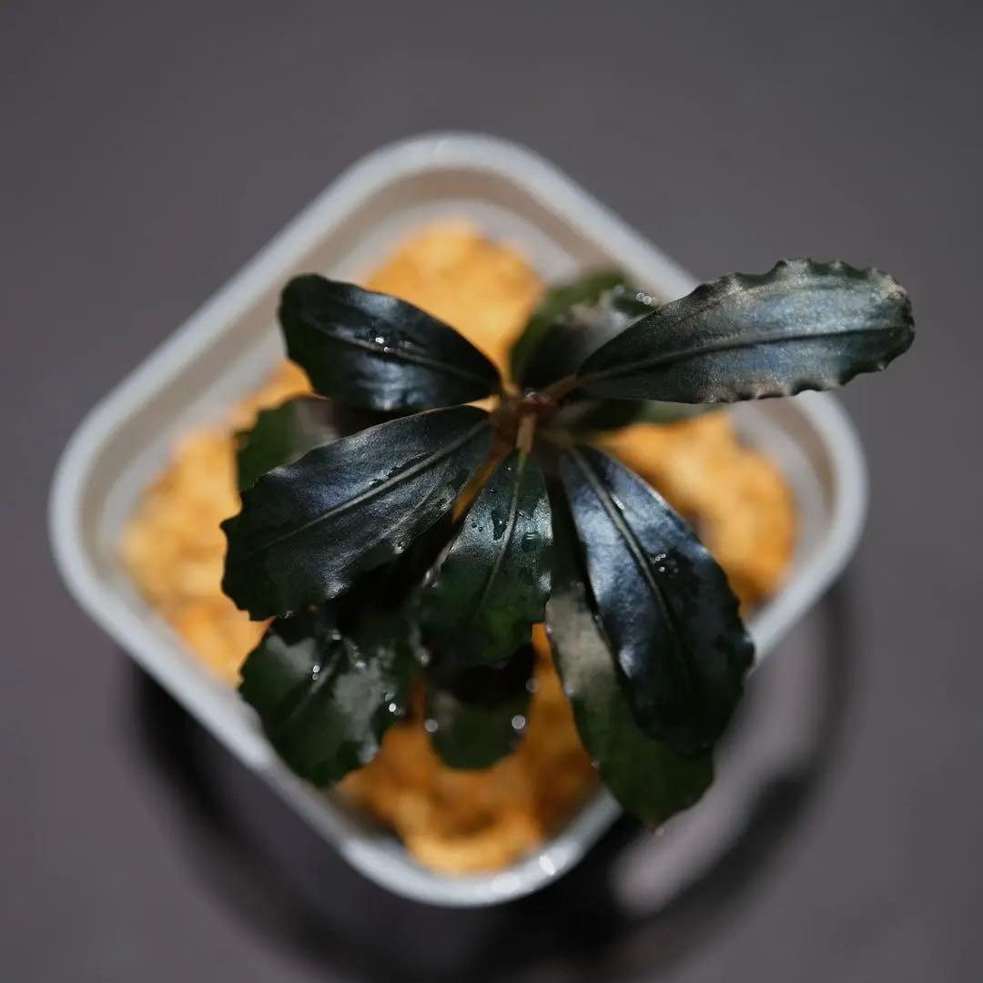 ヤーマンさんBUCEPHALANDRA Nanga Pino SuperBlue