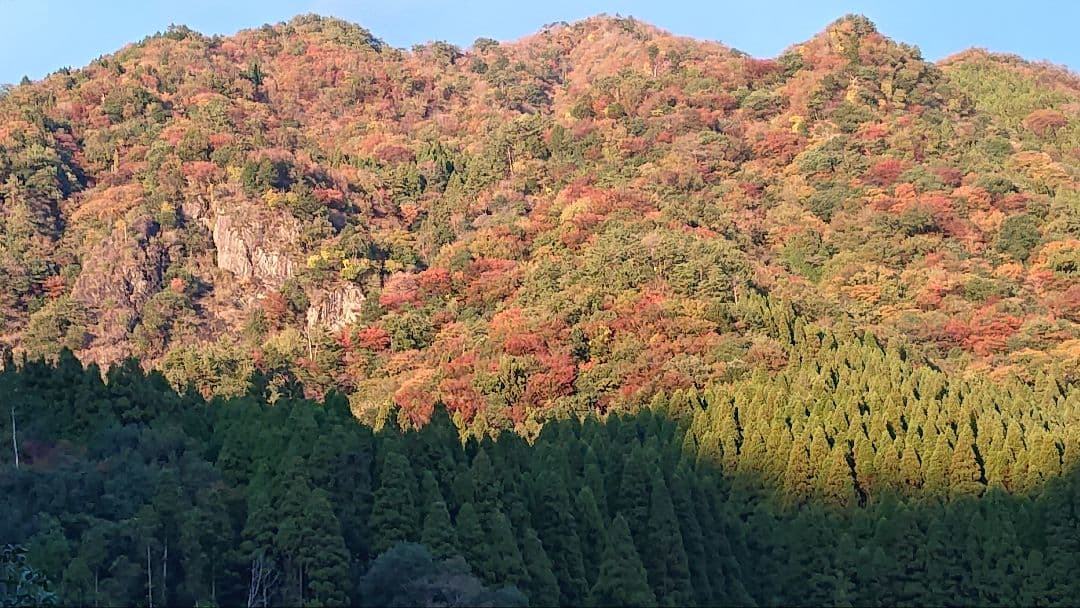 日本はちみつ600g×2本