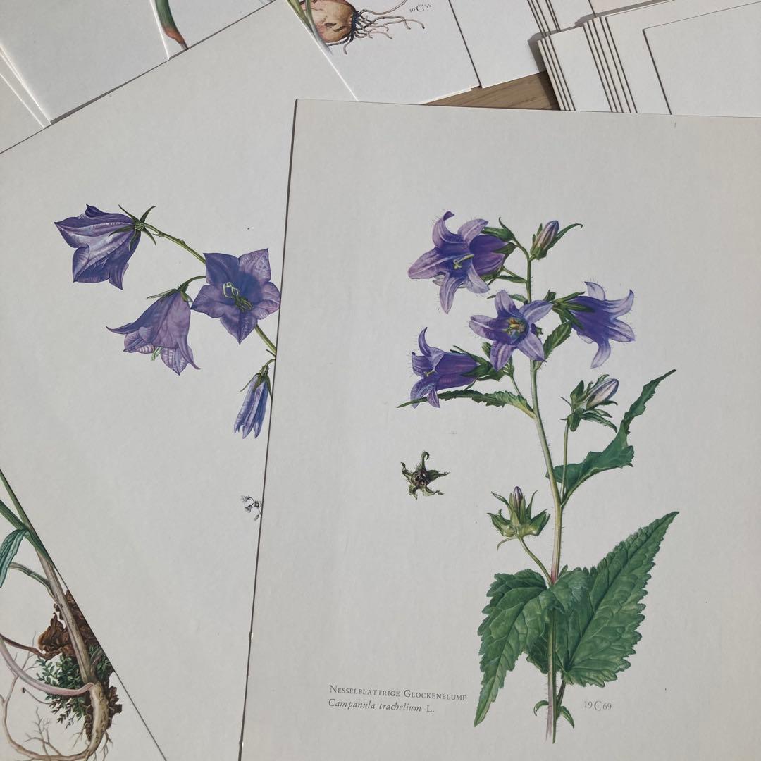 L938洋書古書1957年ドイツ発行美しい植物画プレートが168枚入った植物図鑑